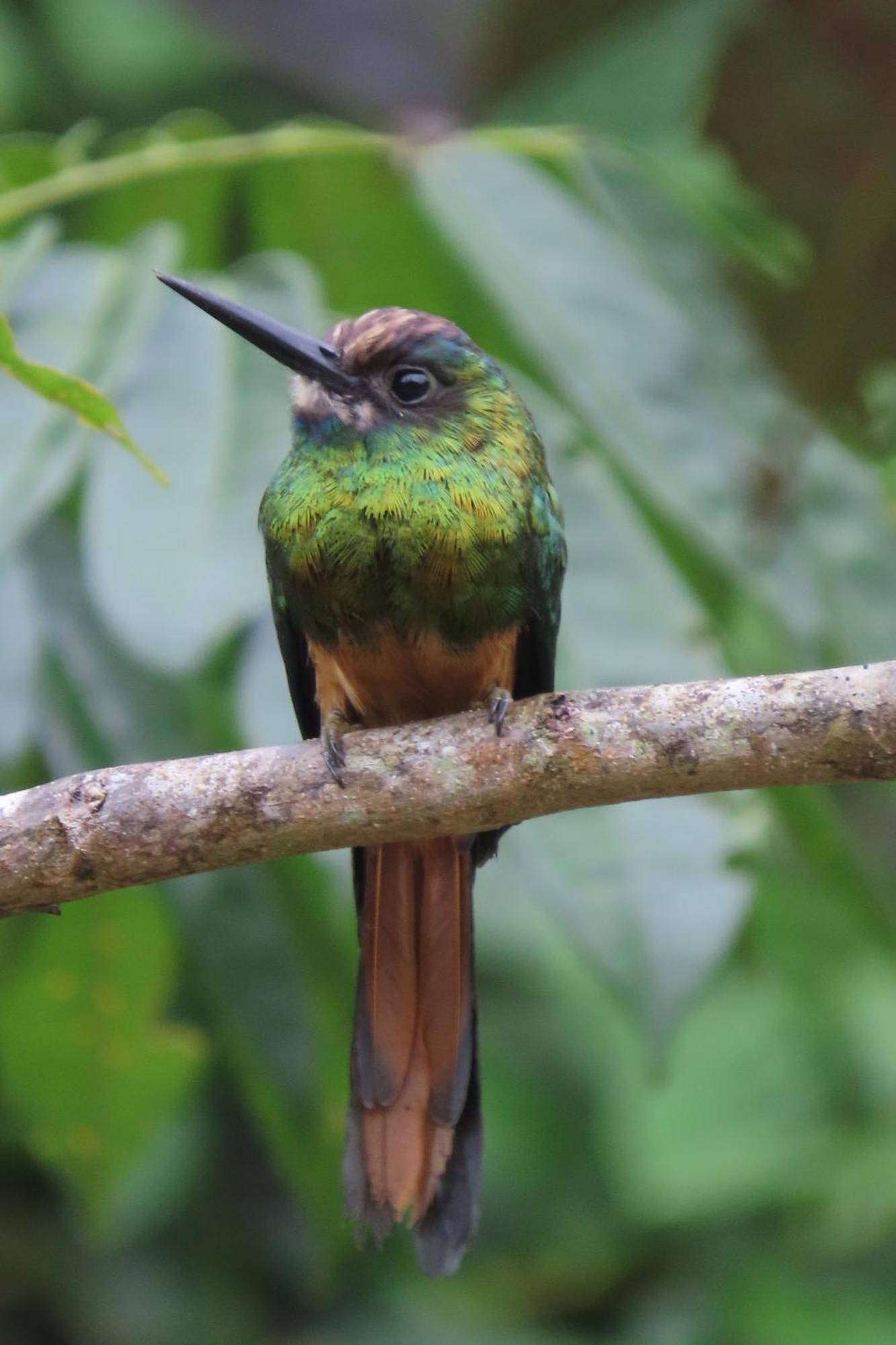 Hospedaje Y Tours Reina Arriera Amazonas Colombia Macedonia Eksteriør billede